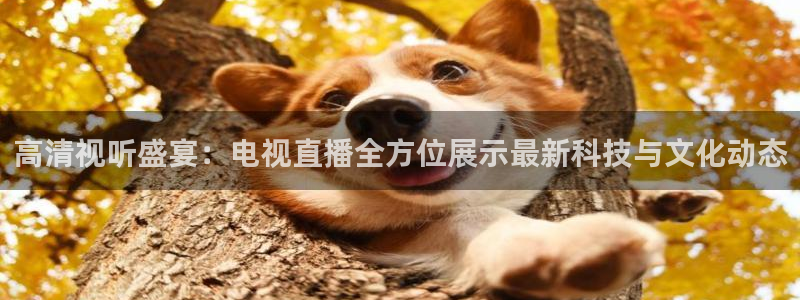 足球免费直播178：高清视听盛宴：电视直播全方位展示最新科技与文化动态